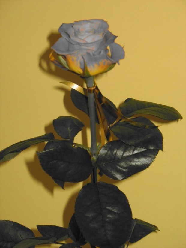 #Kwiat #róża