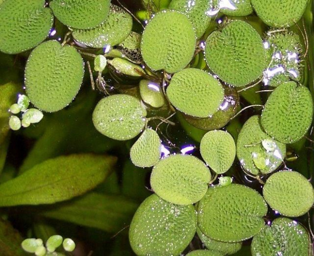 salvinia natans