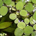 salvinia natans