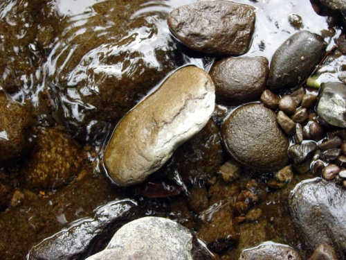 wśród swoich, #liście #kamień #strumień #natura