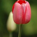 tulipan