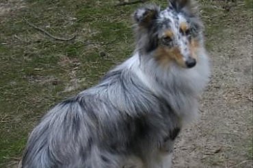 spacer w lasku w Wesołej k/ Warszawy, sheltie + collie z obu forum #sheltie #collie #spacer #Wesoła #lassie