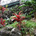 krotony, z tego mostu młodzi Hawajczycy popisowe skoki wykonują, pomimo zakazu, #rośliny #natura #tropik #Hawaje