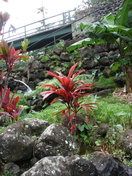 krotony, z tego mostu młodzi Hawajczycy popisowe skoki wykonują, pomimo zakazu, #rośliny #natura #tropik #Hawaje