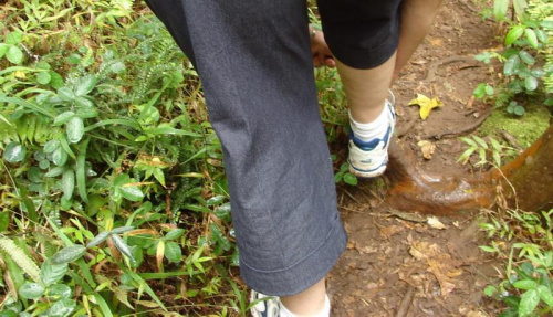 buty dobrze zawiązane można zapuścić się w tropikalny las, #Maui #Hawaje #ptaki #kwiaty #natura