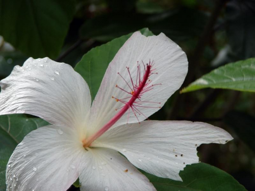 podjedzona malwa #rośliny #natura #tropik #Hawaje