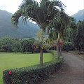 palmowa alejka #Hawaje #natura #palmy #roślinność