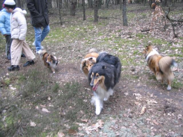 spacer w lasku w Wesołej k/ Warszawy, sheltie + collie z obu forum #sheltie #collie #spacer #Wesoła #lassie