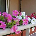 pelargonie