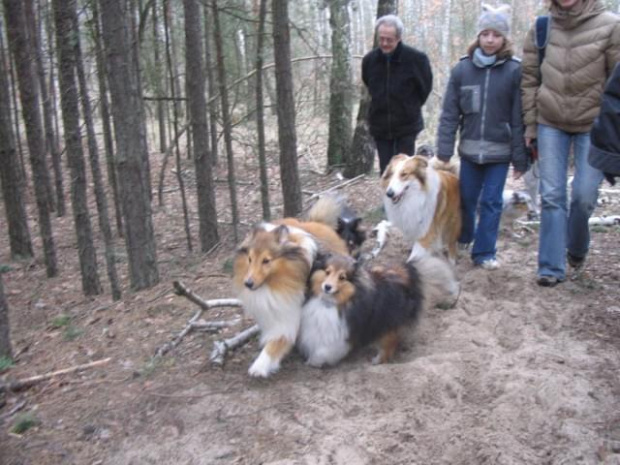 spacer w lasku w Wesołej k/ Warszawy, sheltie + collie z obu forum #sheltie #collie #spacer #Wesoła #lassie