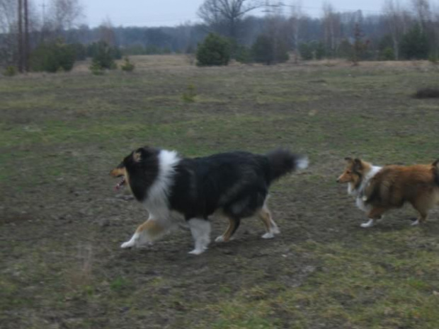 spacer w lasku w Wesołej k/ Warszawy, sheltie + collie z obu forum #sheltie #collie #spacer #Wesoła #lassie