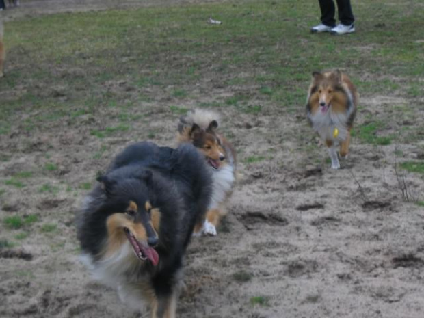 spacer w lasku w Wesołej k/ Warszawy, sheltie + collie z obu forum #sheltie #collie #spacer #Wesoła #lassie