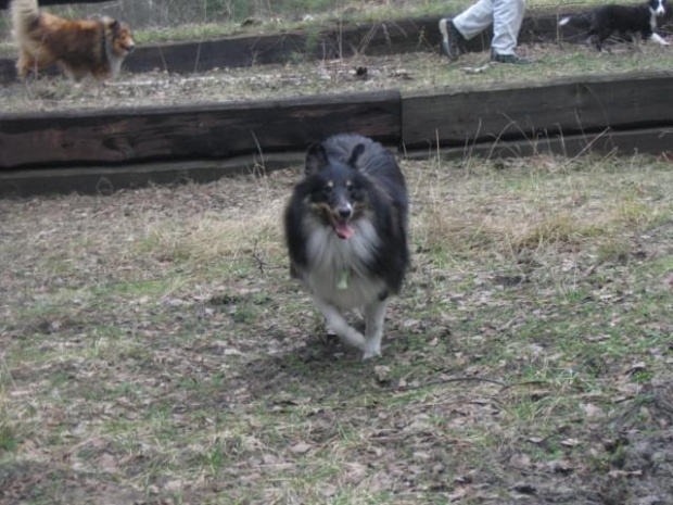 spacer w lasku w Wesołej k/ Warszawy, sheltie + collie z obu forum #sheltie #collie #spacer #Wesoła #lassie