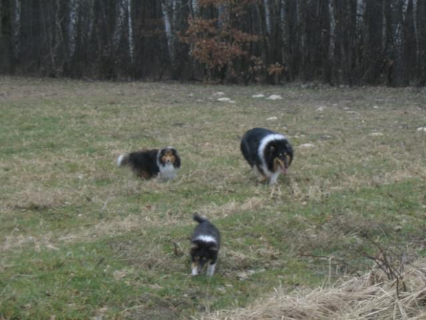 spacer w lasku w Wesołej k/ Warszawy, sheltie + collie z obu forum #sheltie #collie #spacer #Wesoła #lassie