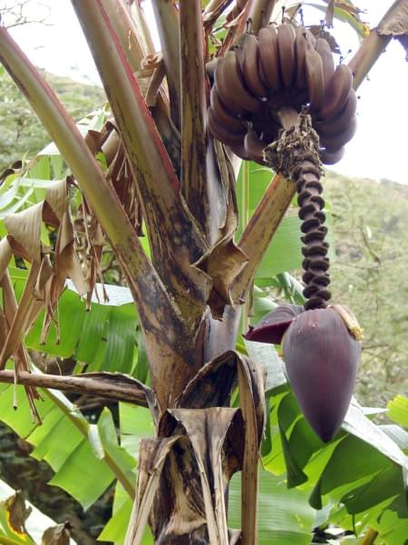 roślinność - czerwone banany z kwiatem musa #dolina #natura #Iao #Hawaje #skoki #woda
