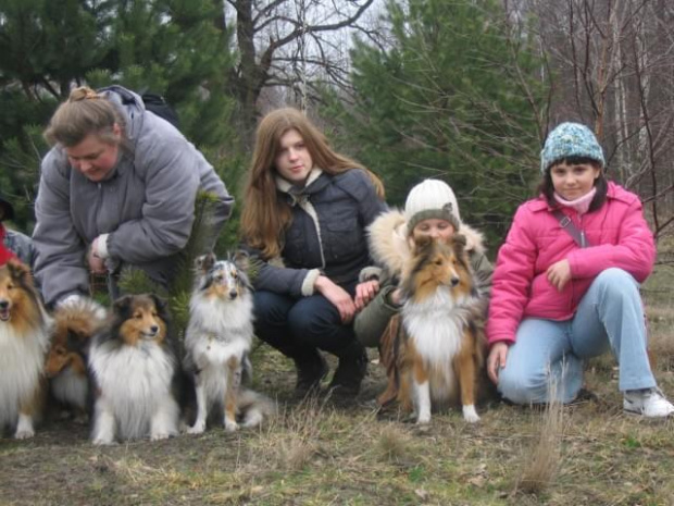 spacer w lasku w Wesołej k/ Warszawy, sheltie + collie z obu forum #sheltie #collie #spacer #Wesoła #lassie