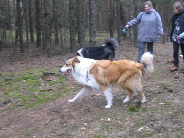 spacer w lasku w Wesołej k/ Warszawy, sheltie + collie z obu forum #sheltie #collie #spacer #Wesoła #lassie