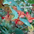 Euphorbia milii hybrids #Maui #Hawaje #ptaki #kwiaty #natura