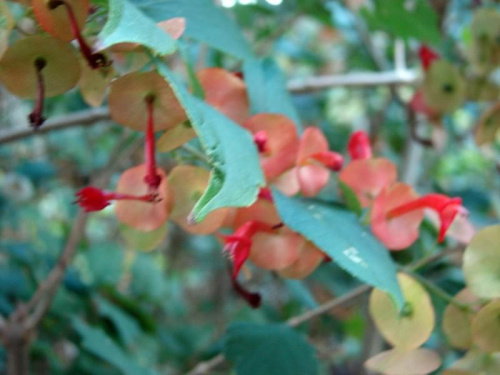 Euphorbia milii hybrids #Maui #Hawaje #ptaki #kwiaty #natura