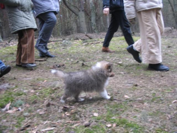 spacer w lasku w Wesołej k/ Warszawy, sheltie + collie z obu forum #sheltie #collie #spacer #Wesoła #lassie