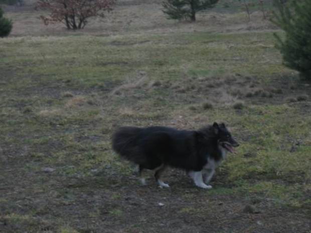 spacer w lasku w Wesołej k/ Warszawy, sheltie + collie z obu forum #sheltie #collie #spacer #Wesoła #lassie