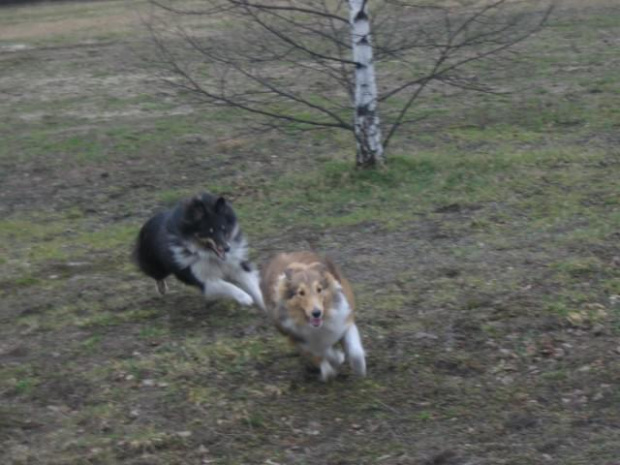 spacer w lasku w Wesołej k/ Warszawy, sheltie + collie z obu forum #sheltie #collie #spacer #Wesoła #lassie