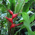 heliconia #Maui #Hawaje #ptaki