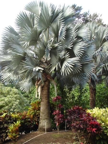 Bismark Palm #Hawaje #natura #zwyczaje #palmy
