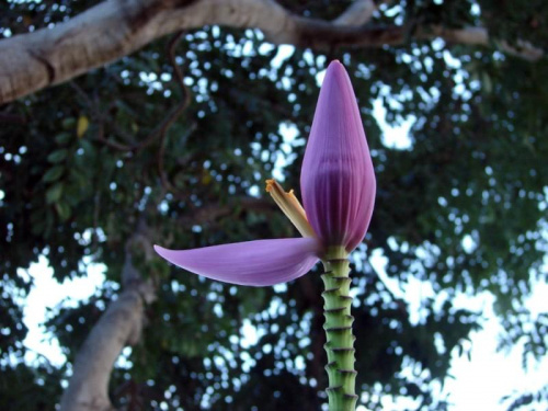 musa, #Maui #Hawaje #ptaki #rośliny #kwiaty
