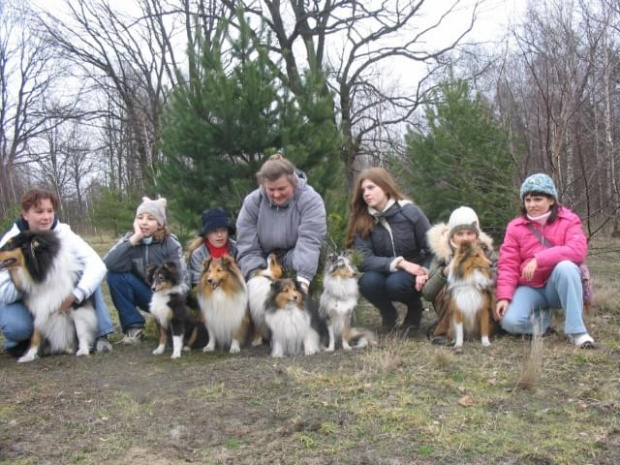 spacer w lasku w Wesołej k/ Warszawy, sheltie + collie z obu forum #sheltie #collie #spacer #Wesoła #lassie