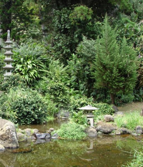 w japońskim ogrodzie #ogród #Hawaje #podróż #roślinność #natura