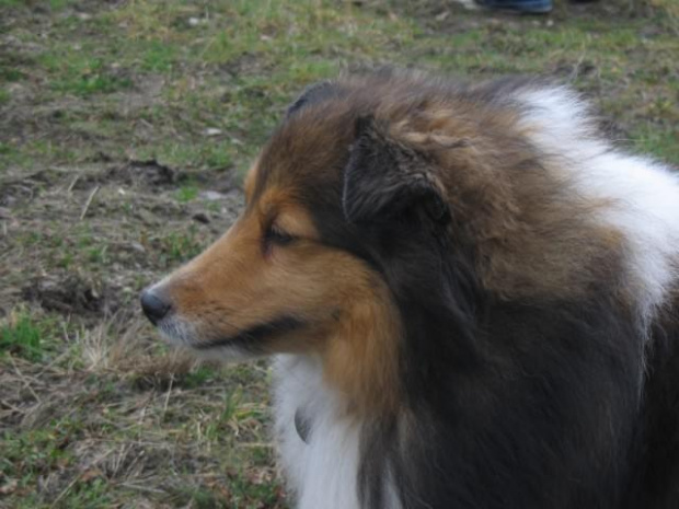 spacer w lasku w Wesołej k/ Warszawy, sheltie + collie z obu forum #sheltie #collie #spacer #Wesoła #lassie