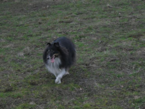 spacer w lasku w Wesołej k/ Warszawy, sheltie + collie z obu forum #sheltie #collie #spacer #Wesoła #lassie