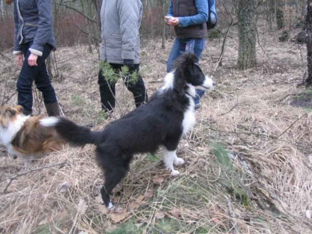 spacer w lasku w Wesołej k/ Warszawy, sheltie + collie z obu forum #sheltie #collie #spacer #Wesoła #lassie