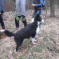 spacer w lasku w Wesołej k/ Warszawy, sheltie + collie z obu forum #sheltie #collie #spacer #Wesoła #lassie