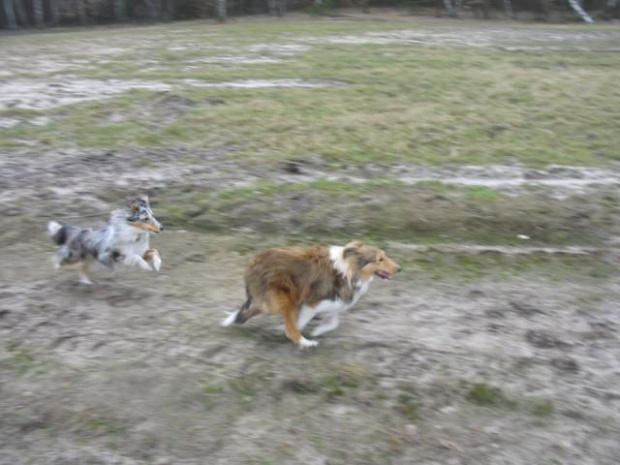 spacer w lasku w Wesołej k/ Warszawy, sheltie + collie z obu forum #sheltie #collie #spacer #Wesoła #lassie