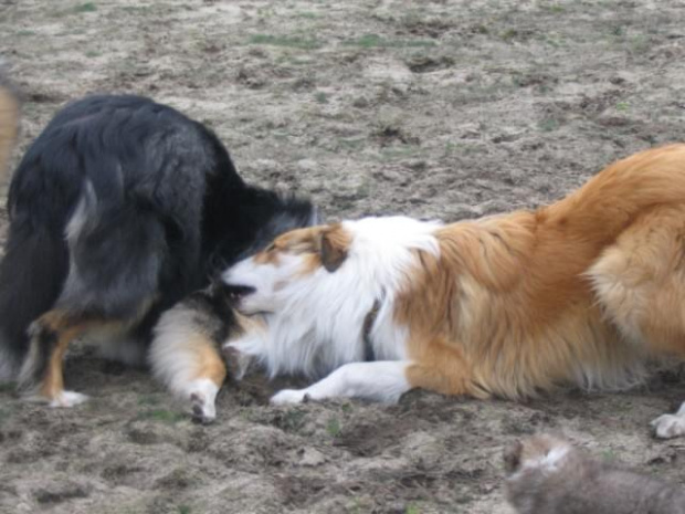 spacer w lasku w Wesołej k/ Warszawy, sheltie + collie z obu forum #sheltie #collie #spacer #Wesoła #lassie