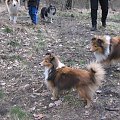 spacer w lasku w Wesołej k/ Warszawy, sheltie + collie z obu forum #sheltie #collie #spacer #Wesoła #lassie