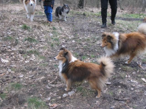 spacer w lasku w Wesołej k/ Warszawy, sheltie + collie z obu forum #sheltie #collie #spacer #Wesoła #lassie