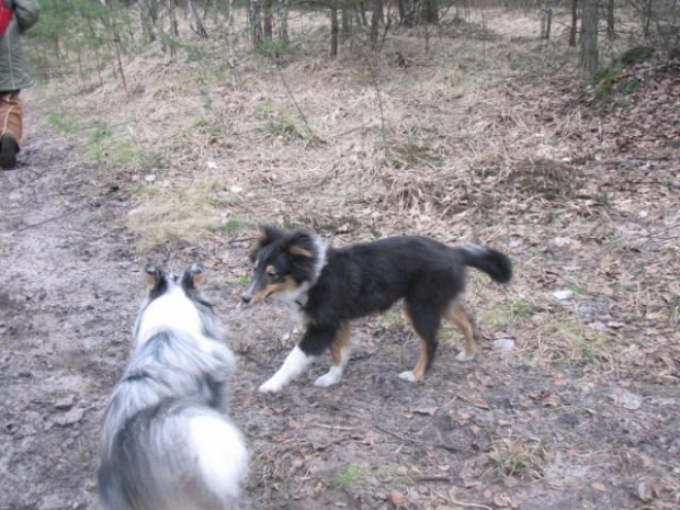 spacer w lasku w Wesołej k/ Warszawy, sheltie + collie z obu forum #sheltie #collie #spacer #Wesoła #lassie