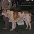 CACIB Show 11.03.2007