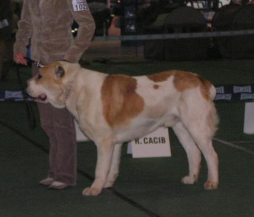 CACIB Show 11.03.2007