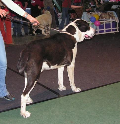 CACIB Show 11.03.2007