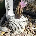 Turbinicarpus valdezianus
