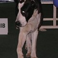 CACIB Show 11.03.2007