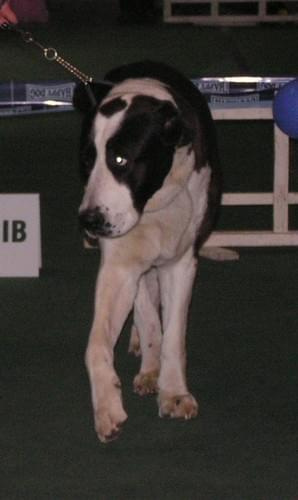 CACIB Show 11.03.2007