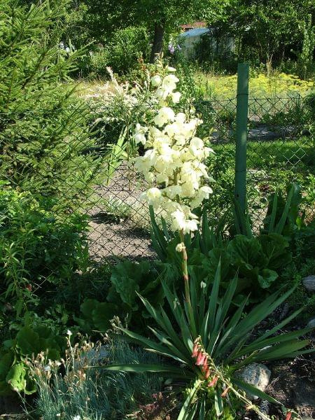 Jukka karolińska
Yucca Filamentosa #kwiaty