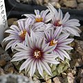 Turbinicarpus panarottoii