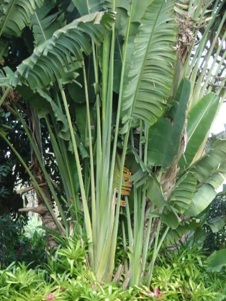 olbrzymy, #rośliny #wyspa #Hawaje