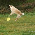 Zabawa z frisbe
